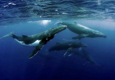 捕鯨活動減少的感動消息！研究證實：全球座頭鯨數量有顯著的恢復