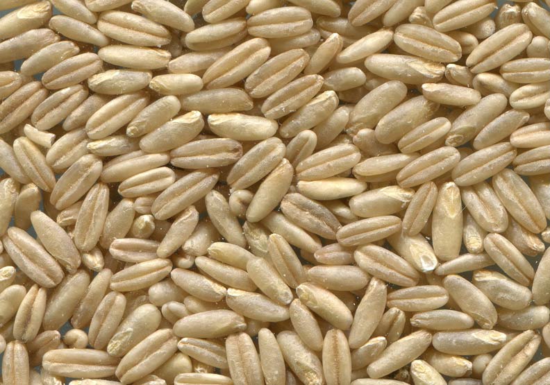 莜麥又稱裸粒型燕麥或裸燕麥。取自pixabay