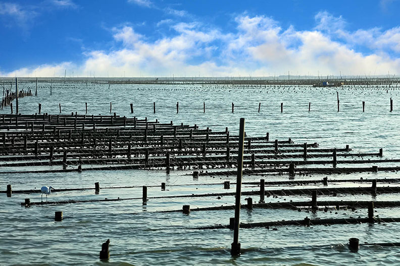牡蠣(蚵仔)養殖產業。