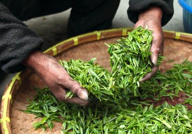 飲用量比種植量多4倍…你喝到真產地的大吉嶺紅茶了嗎？