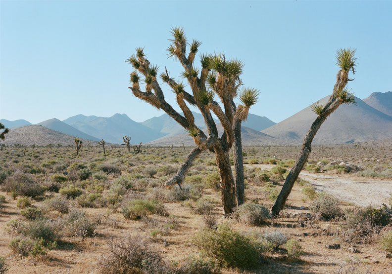 美國死亡谷8月16日測得史上最高溫54.4°C。Unsplash by Julien Cavandoli