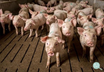 美豬來台！「瘦肉精」萊克多巴胺對人體風險評估一次看懂