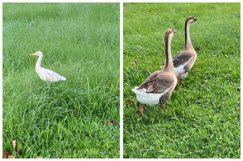 公園裡的白鷺鷥並不怕人，工作人員養來當寵物的鵝也很健壯。陳美伶攝影