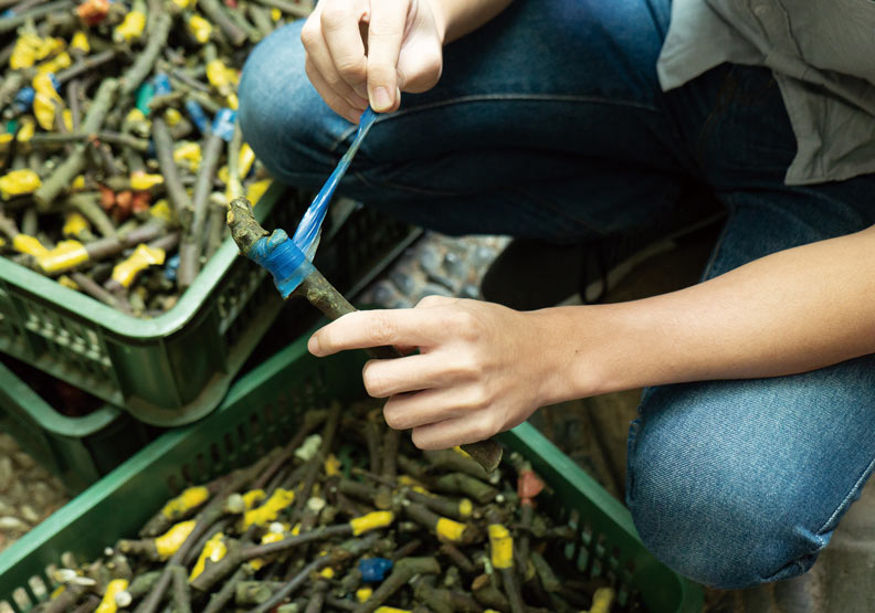收購的梨梗需先去除膠帶。