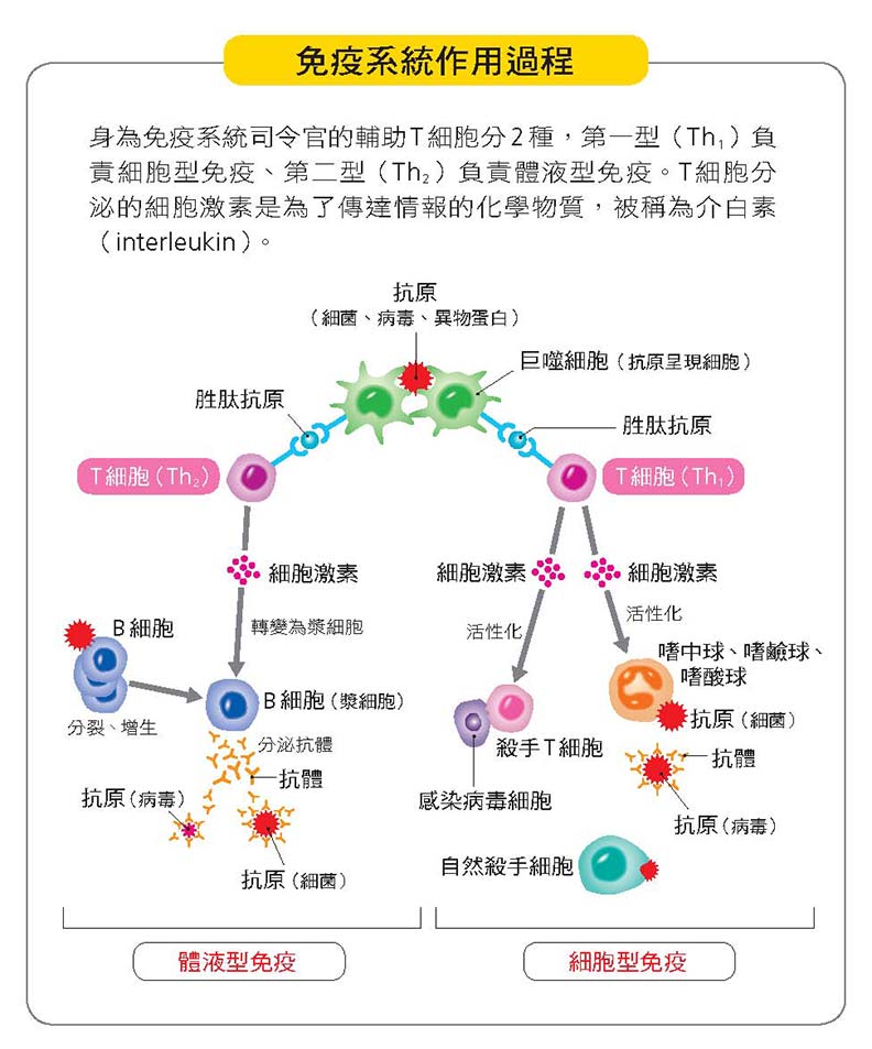 人體最大免疫系統：所謂免疫力，就是腸道健康！ | 閱讀，對身體好！ | 健康遠見