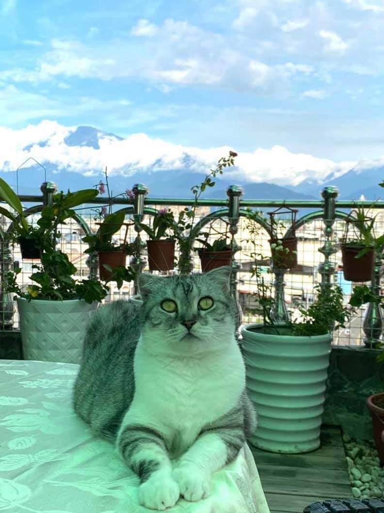 遠方的大武山和腳邊的貓咪「流氓」,陪伴著龍應台度過無數寫作時光。