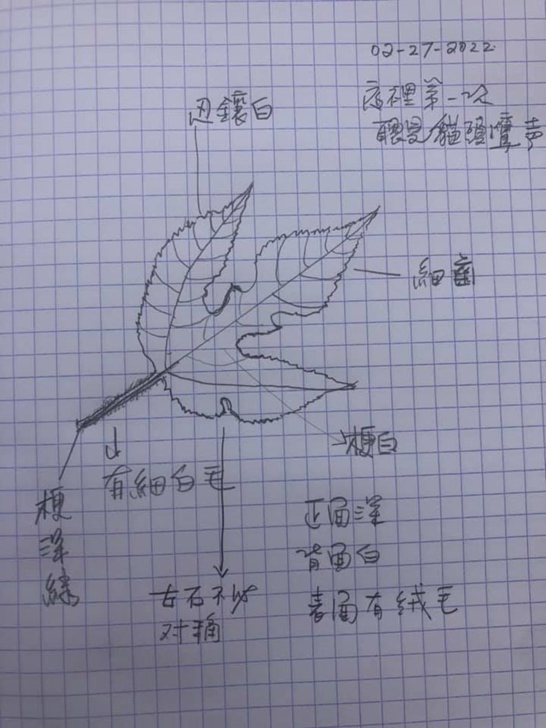 龍應台自己畫的植物筆記,想把每個細節都記下。