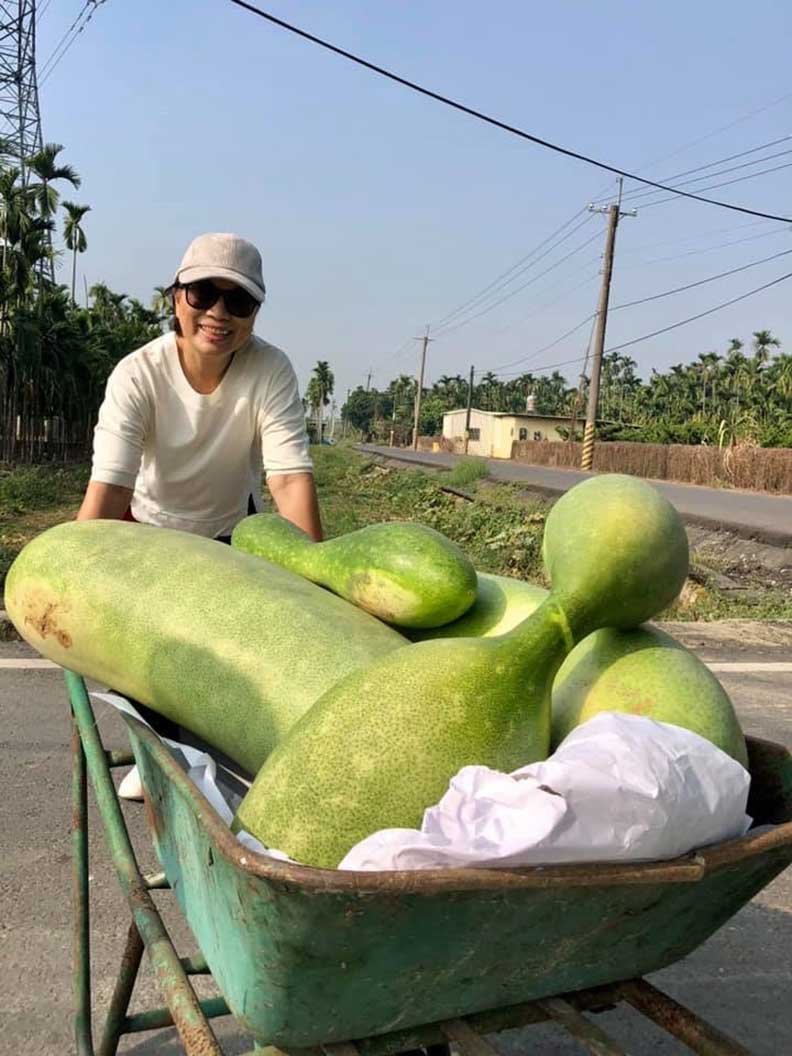 超級大尺寸的瓜果,得在這生活才能欣賞。