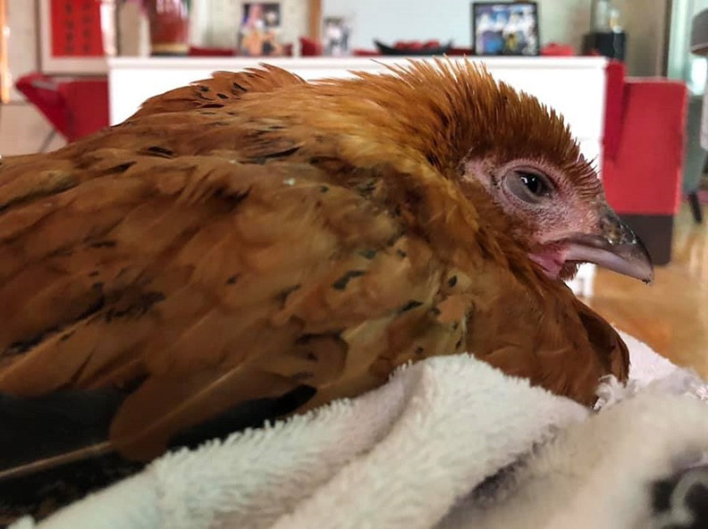 龍應台最深愛的一隻母雞「巧克力」。病中脆弱的樣貌。