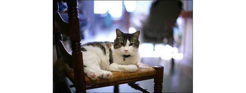 貓咪奧斯卡。取自www.steerehouse.org