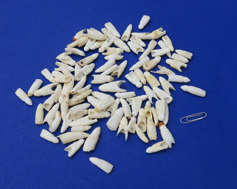 Starter Story.com。