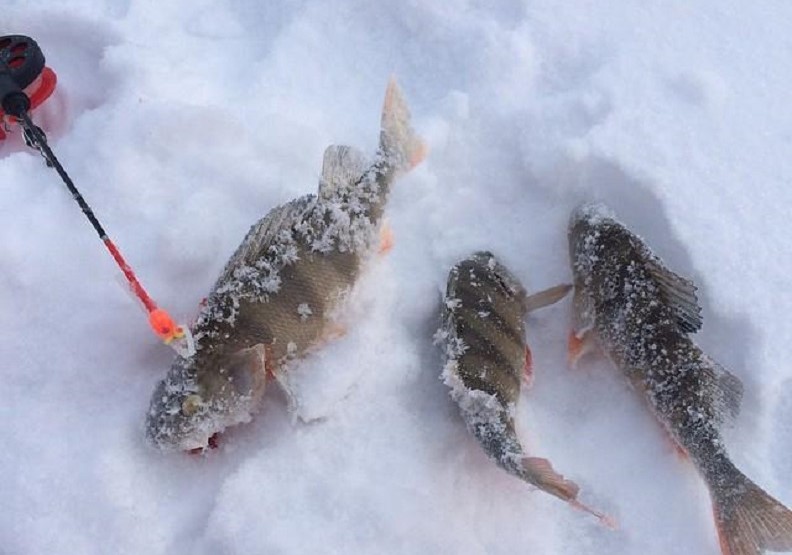 在西伯利亞釣冰魚。圖片取自Twitter@Yakutia