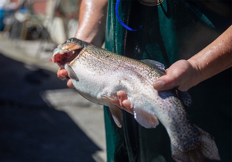位於谷關松鶴部落的東昌養殖場早期以鱒魚起家，近十年來成功養殖鱘龍魚。