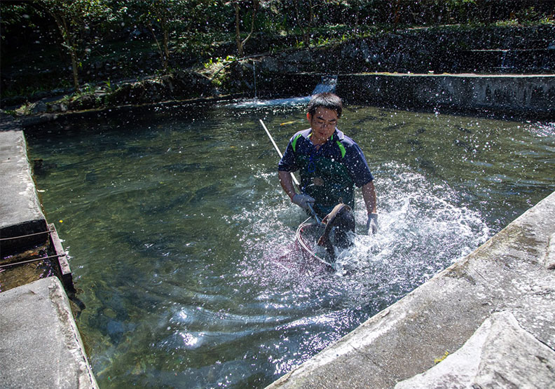 鱘龍魚是軟骨魚，幾乎全身可食，營養豐富，然而必須養在極清澈的水質裡，環境要求十分嚴苛，圖為東昌養殖場老闆陳重成正撈起一隻2斤重的鱘龍魚。
