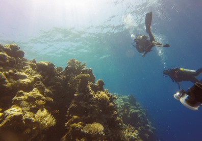 旅遊泡泡》你不知道的帛琉：零確診下的上帝水族箱！