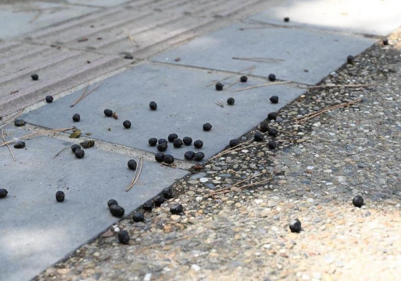 不吃鹿餅以後的糞便狀況,專家發現健康的令人欣慰