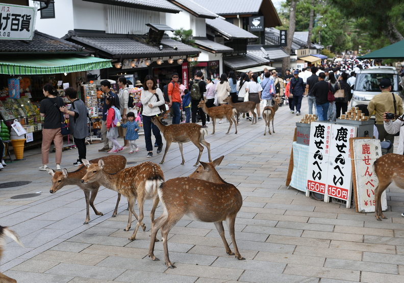 遊客驟減 沒鹿餅可吃 日本奈良鹿群異常消瘦 魯皓平 遠見雜誌