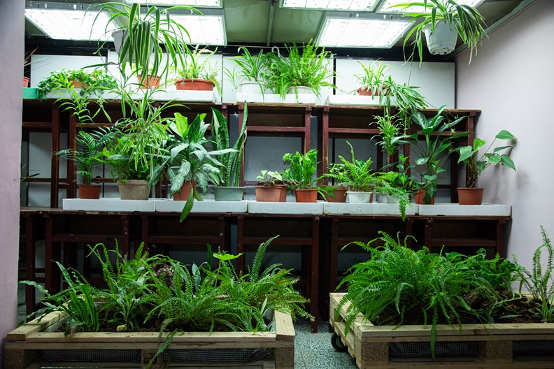 角落還有生機盎然的綠色植栽。