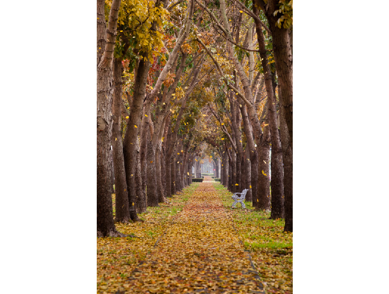 世賢路桃花心木。