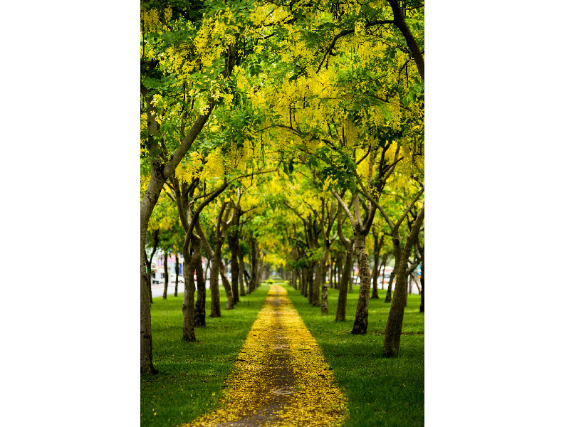 世賢路阿勃勒大道。