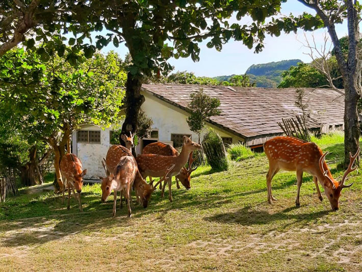 社頂部落作為全台唯一復育梅花鹿的工作站,不僅與專業團隊進行保育任務,並推廣生態旅遊。來源:墾丁社頂部落粉絲專頁