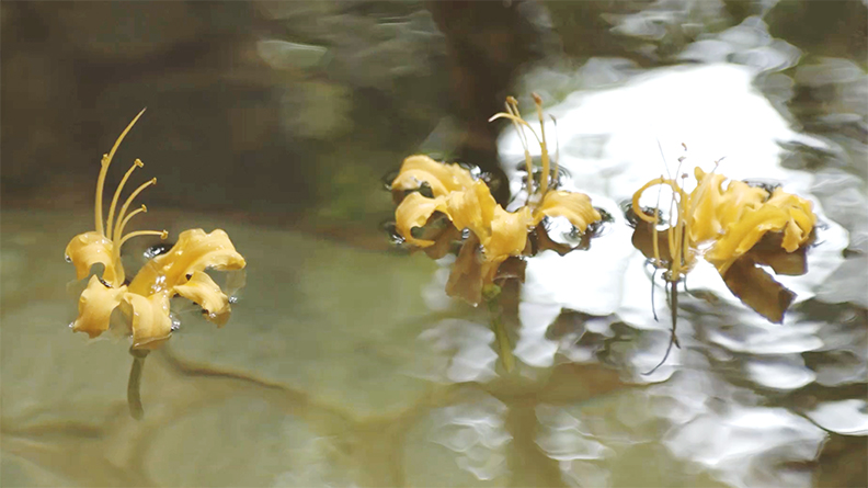 金山北海岸沿岸獨有的「金花石蒜」沿路綻放著,像是迎接當季來訪的遊人。