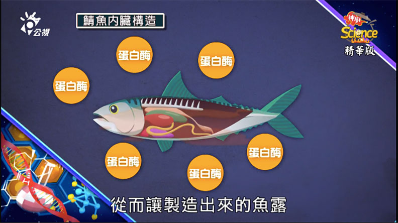 新鮮的魚內臟富含豐富的蛋白酶,可以充分將蛋白質分解。取自公視節目《神廚賽恩師》截圖
