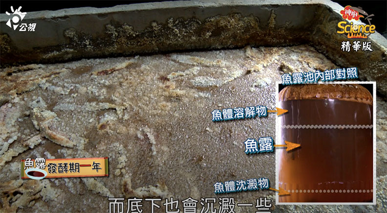 魚露發酵一年後的模樣。取自公視節目《神廚賽恩師》截圖