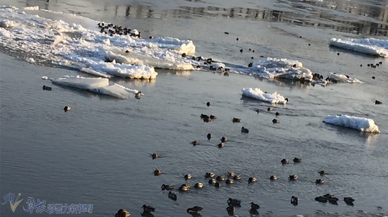 鴨綠江面上的浮冰與野鴨饒負情趣。