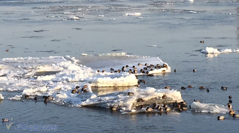 野鴨在浮冰上休憩或在河面上划水好不悠閒。