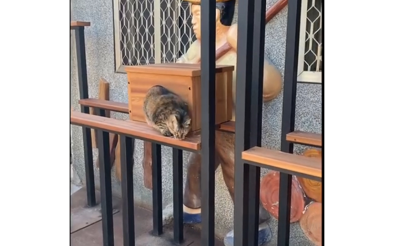 為喵而生的貓跳台。