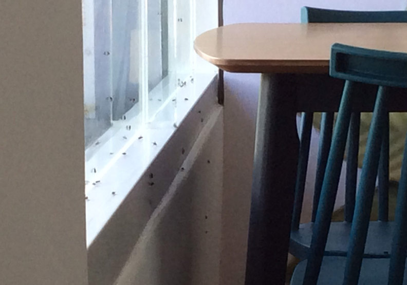 蒼蠅多到羅山村的村民家中都是。當地村民提供