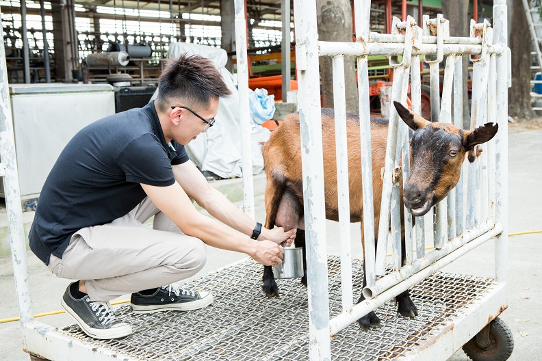 禾光牧場擠羊乳體驗。