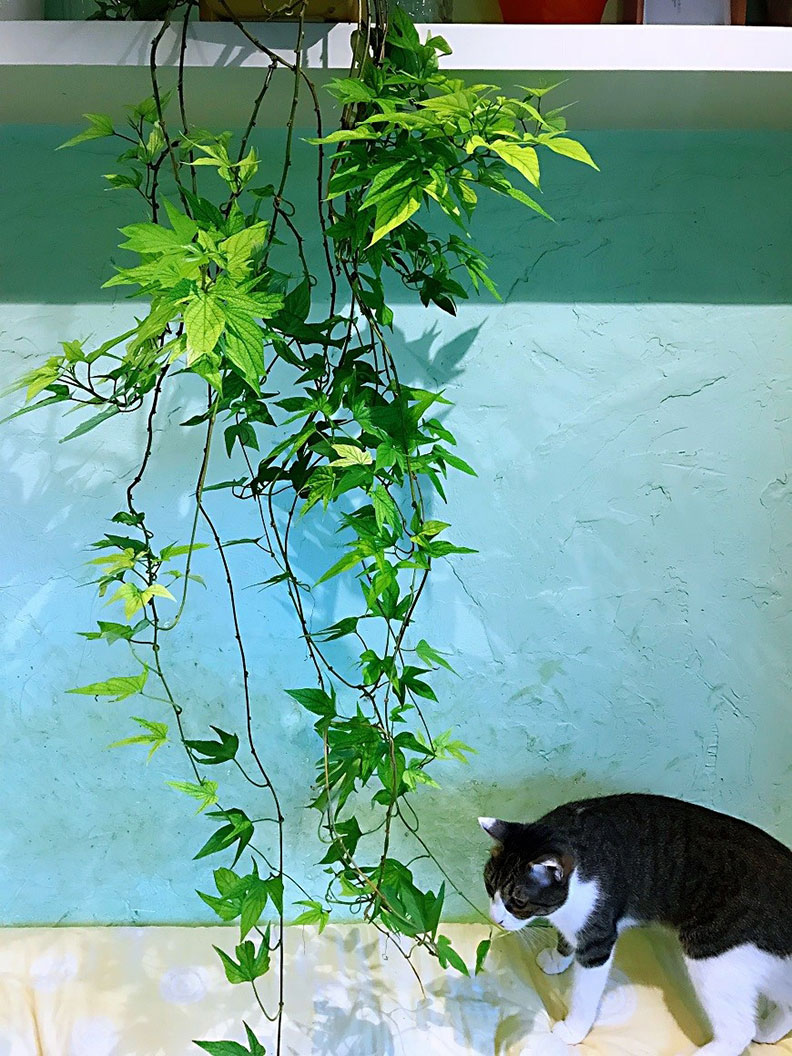 在家裡放上幾盆綠色植物點綴,讓居家美化之餘,更能增加愉悅感。