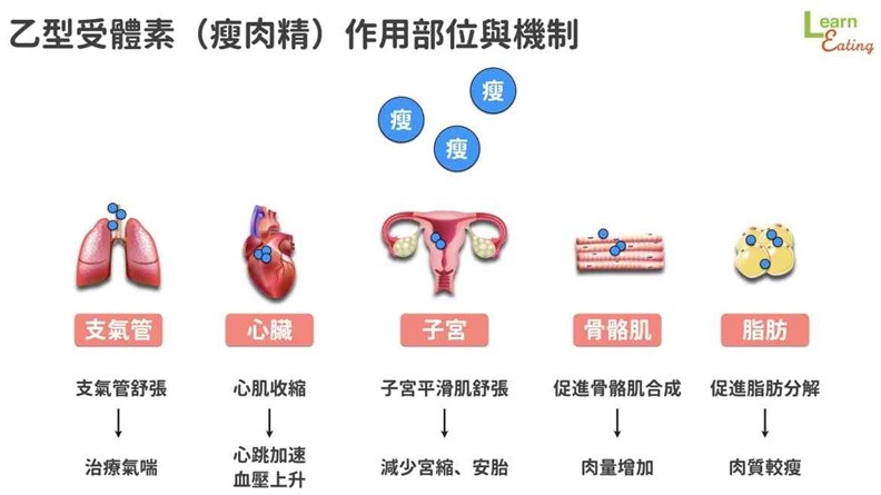 乙型受體素（瘦肉精）作用部位與機制。取自好食課