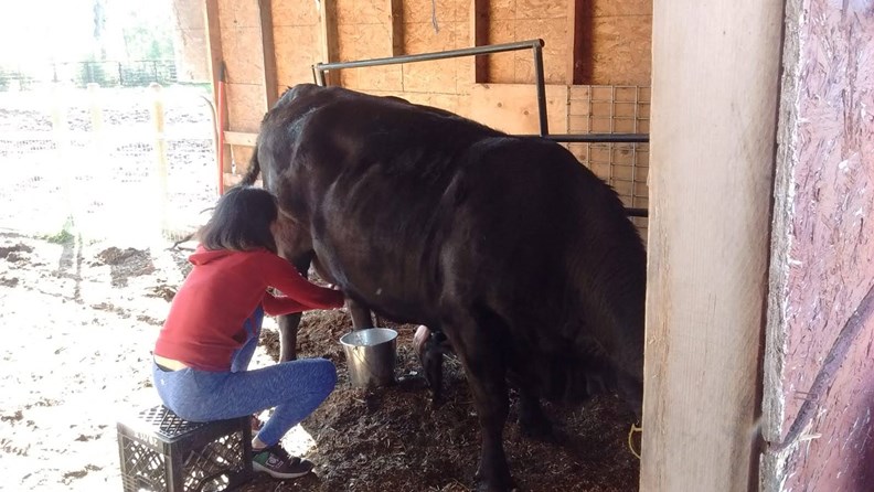 在加拿大打工換宿的經歷,讓我變成徒手擠牛奶高手。(圖片來源:作者提供)