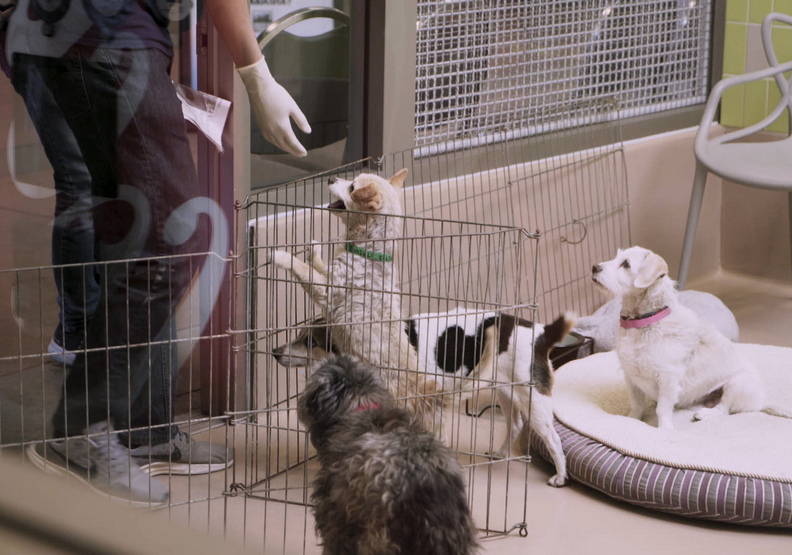 《十二夜2：回到第零天》再次帶領大家關心流浪狗的問題