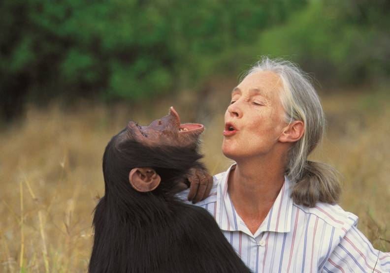 古德博士長年在森林中觀察黑猩猩,大自然成為她的能量來源。達志影像,遠見資料畫面