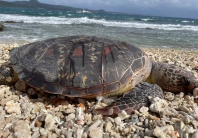 墾丁連續發現3具綠蠵龜屍體！今年已26隻死亡海龜