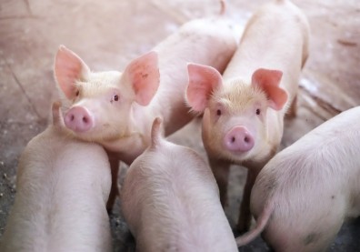美豬、萊克多巴胺能吃嗎？營養師一次點出瘦肉精真正風險在哪…