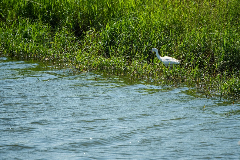 四大生態亮點之一的許厝港濕地復育有成，讓魚鳥都回來了。