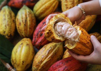 屏東可可好強！別再談福灣，來看這些巧克力如何從「棄品」變世界冠軍？