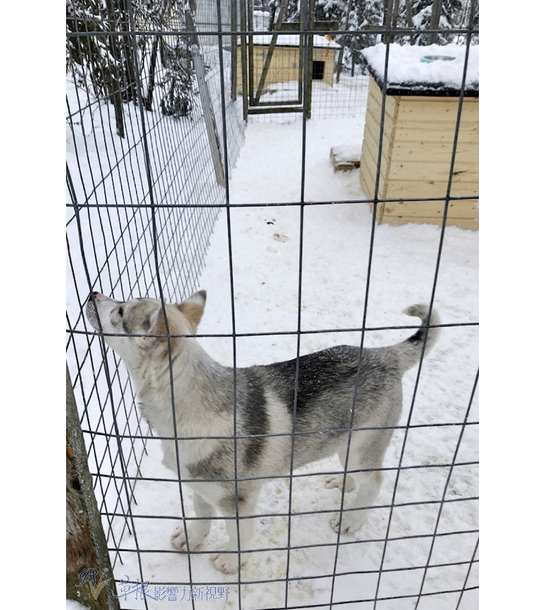 可愛的哈士奇幼犬,比我想像中的可愛百倍。