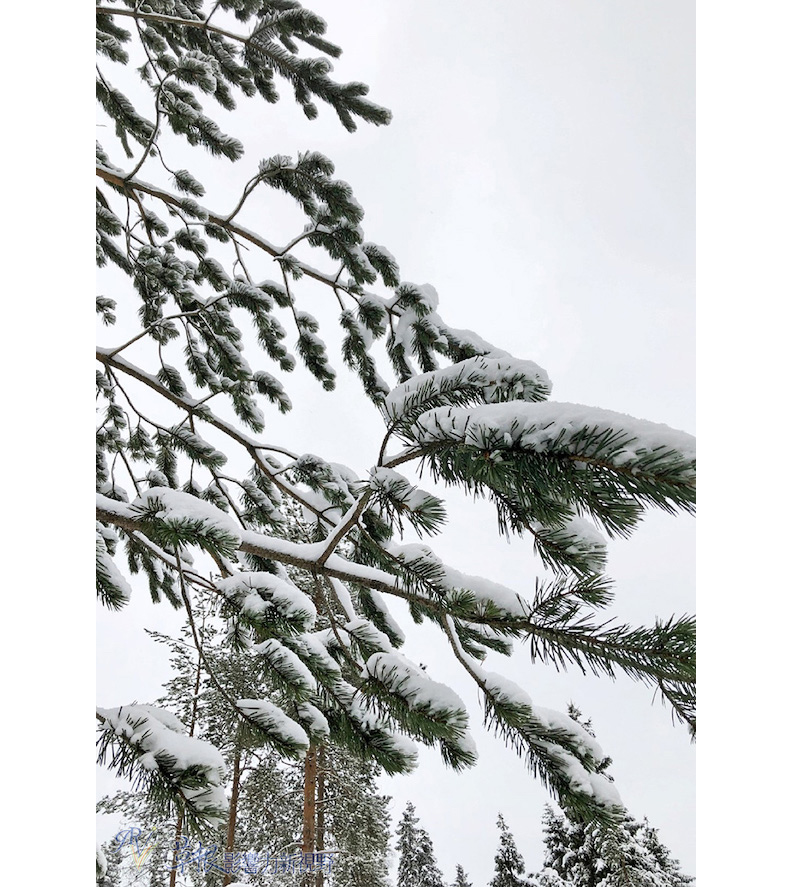樹上的積雪十分厚重一層,看起來格外的孤寂美麗,讓我當時就決定捕捉這個畫面。