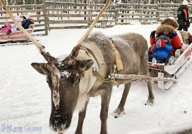耶誕節前哨站！到芬蘭最北端城市，與哈士奇、麋鹿度過夢幻銀白世界
