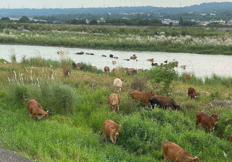 彰化縣芬園鄉貓羅溪畔芒花盛開,芒花間更有逐水草的群牛,可比擬「風吹草低見牛羊」的塞北風光,甚至群牛渡溪而過的景致,更是難得。芬園鄉長林世明提供