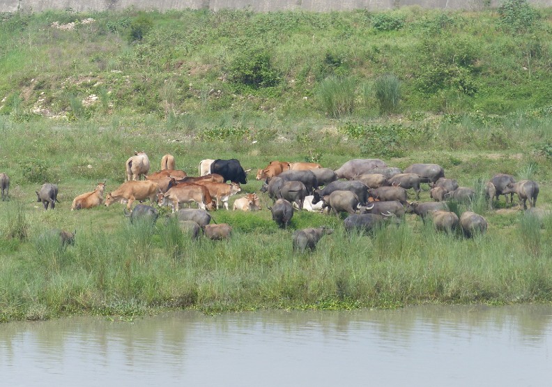 彰化縣芬園鄉貓羅溪畔約200多頭牛群在溪畔逐水草,近日在網路爆紅,除了黃牛、乳牛、水牛等 , 彷彿置身塞北風光。