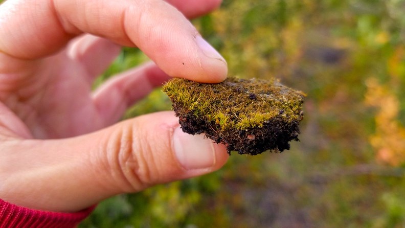 北極圈常見的凍原,踩下去覺得凹凸不平,不習慣很容易扭傷腳,當地人會拿來當建築保溫層。