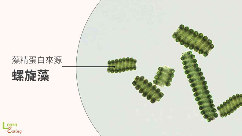 藻精蛋白來源 - 螺旋藻。取自好食課