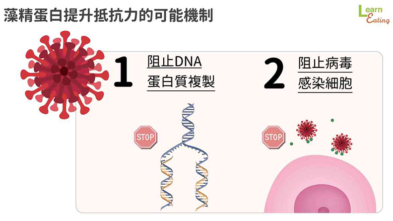 藻精蛋白提升抵抗力的可能機制。取自好食課
